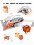 The Eye: Anterior and Posterior Chambers Anatomical Chart